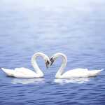 Motivserviette 33x33cm Hochzeit PAPER+DESIGN 195178