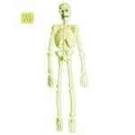 Laborator Neonskelett 3D 92cm WIDMANN S.R.L.