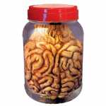 Laborgefäß mit Gehirn WIDMANN S.R.L.