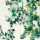 Hedera Korrespondenzset 140x140