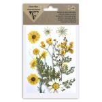 Clairefontaine Trockenblumen gepresst 12St gelb