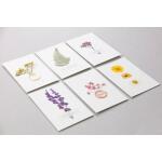 Clairefontaine Trockenblumen gepresst 12St rosa