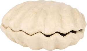 Box Muschel 12x12x5cm 3609510100780