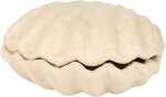 Box Muschel 12x12x5cm 3609510100780