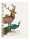 Clairefontaine Animalis Spiralbuch A5 74Bl lin st