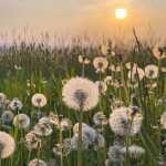 Motivserviette 33x33cm HOME F. 212220 Pusteblumen