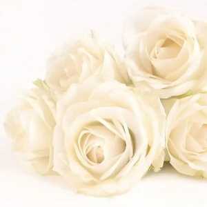 Servietten 33x33cm Elegant Rose, 3-lagig, 20 Stück, Partytime