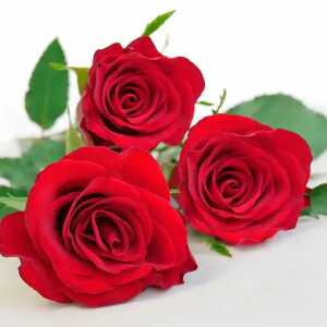 Servietten 33x33cm Red Diva, 3-lagig, 20 Stück, Partytime