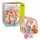 Sortierbox Bauernhof 6 Teile, 1 Sortierbox, 6 Holzsteine, ab 12 Monate