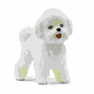 Bichon Frisé 3,7cm 4059433527611