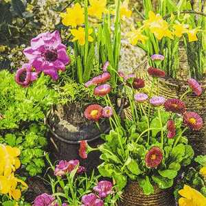 Motivserviette 33x33cm Frühjahr HOME F. 212301 3lag Blumen