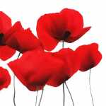 Servietten 25x25cm Cocktail Red Poppy, 3-lagig, 20...