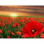 Diamond Painting Mohnblumen, vorgedrucktes Bild,...