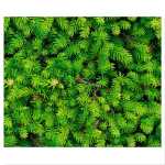 MOTIV-FOTOKARTON 300G.49,5x68CM,TANNENZWEIGE