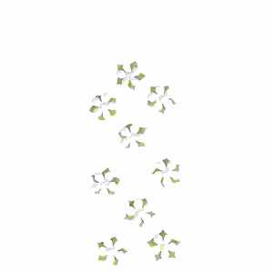 Sticker Nature Flowers white blossom