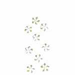 Sticker Nature Flowers white blossom