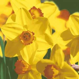 Servietten 33x33cm Yellow daffodils FSC-Mix, 3-lagig, 20 Stück