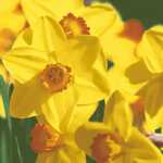 Servietten 33x33cm Yellow daffodils FSC-Mix, 3-lagig, 20...