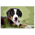 Veloflex Posterunterlage Welpe 400x600 Klarsichtfolie