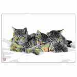 Veloflex Posterunterlage Katzen 400x600 Klarsichtfolie