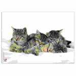 Veloflex Posterunterlage Katzen 350x500 mm